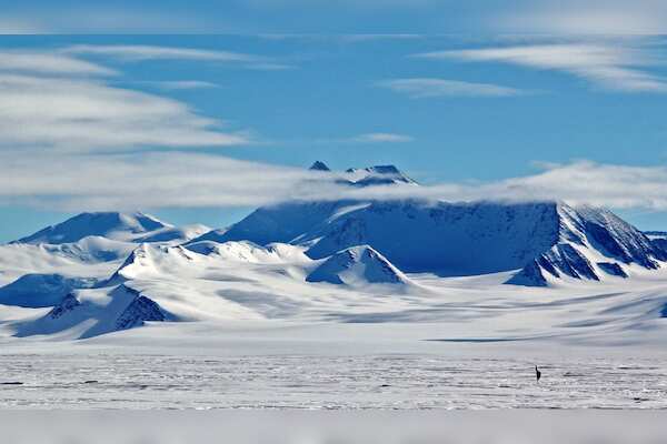 Uncovering New Papillomaviruses in Antarctic Seals: A Groundbreaking Discovery by Arizona State University Researchers