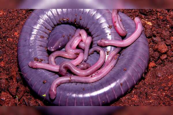 New Research Uncovers Milk-Producing Behavior in Caecilians, Challenging Traditional Beliefs