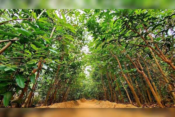 Reforestation: A Crucial Step Towards a Sustainable Future